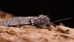 Smyriodes trigramma