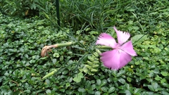 Dianthus palinensis