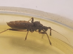 Lisarda rhypara
