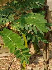 Senna sulfurea