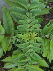Kalanchoe prolifera