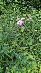 Dianthus palinensis