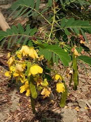 Senna sulfurea