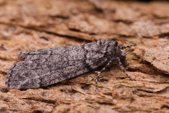 Smyriodes trigramma