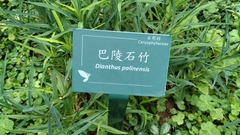 Dianthus palinensis