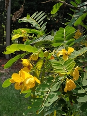 Senna sulfurea