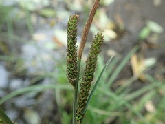 Carex thunbergii