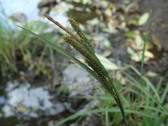 Carex thunbergii