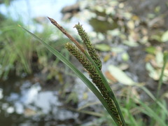 Carex thunbergii