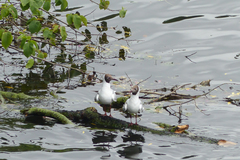 Chroicocephalus ridibundus