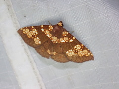 Saroba pustulifera