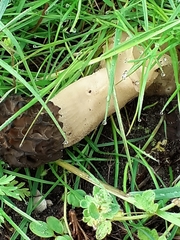 Morchella semilibera
