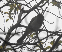 Pycnonotus barbatus layardi