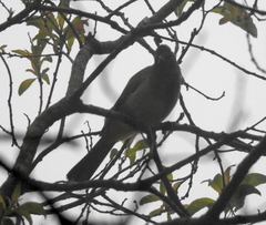 Pycnonotus barbatus layardi