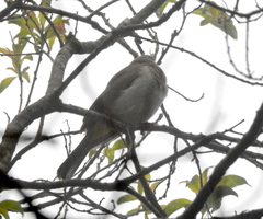 Pycnonotus barbatus layardi