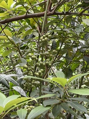Heptapleurum arboricola