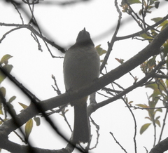 Pycnonotus barbatus layardi
