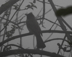 Pycnonotus barbatus layardi