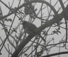 Pycnonotus barbatus layardi