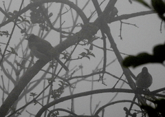 Pycnonotus barbatus layardi