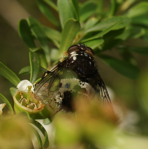 Amphibolia wilsoni