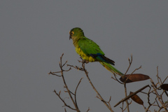 Eupsittula aurea