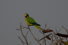 Eupsittula aurea