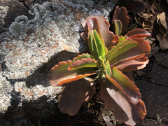 Kalanchoe sexangularis
