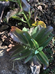Kalanchoe sexangularis