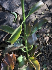 Kalanchoe sexangularis