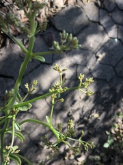 Kalanchoe sexangularis