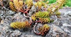 Petrosedum