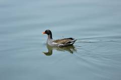 Gallinula chloropus