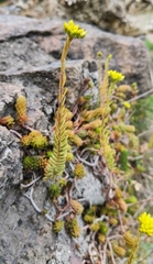 Petrosedum