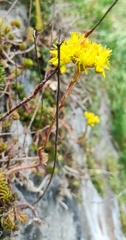 Petrosedum