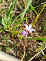 Pentanisia angustifolia