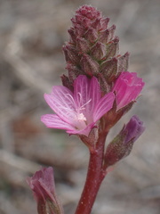 Sidalcea pedata