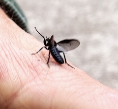 Bibio marci