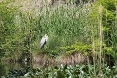 Ardea cinerea