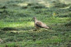Streptopelia orientalis
