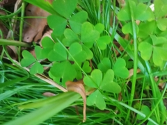 Oxalis incarnata