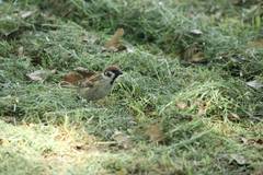 Passer montanus