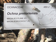 Ochna pretoriensis