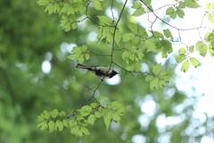 Parus minor