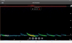 Austronomus australis