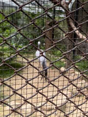 Threskiornis
