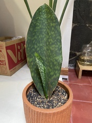 Sansevieria masoniana