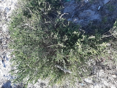 Passerina paleacea