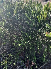 Passerina paleacea