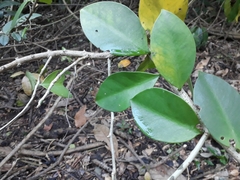 Pereskia